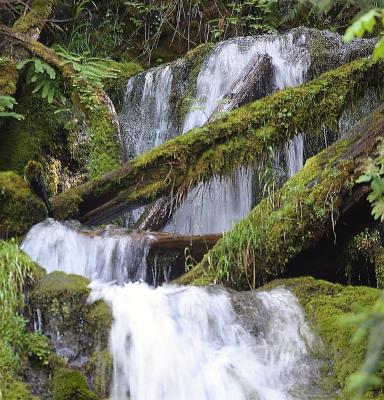 Olympic Waterfall over logs.jpg