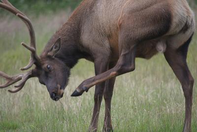 Elk Bull.jpg