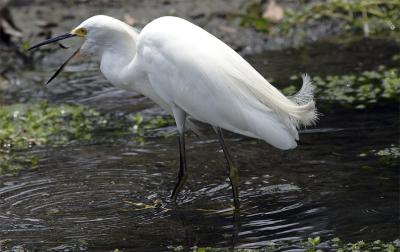 Egret in pond eating fish.jpg