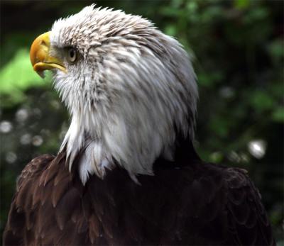 Eagle Portrait Looking Left.jpg