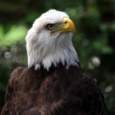 Eagle Portrait.jpg