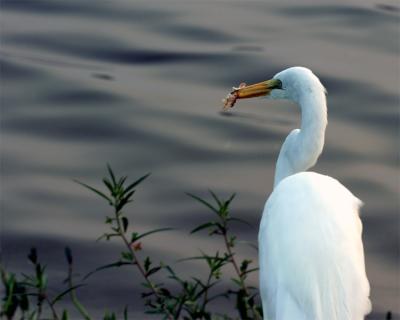 Egret with Mouthful.jpg
