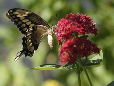 Butterfly closeup.jpg