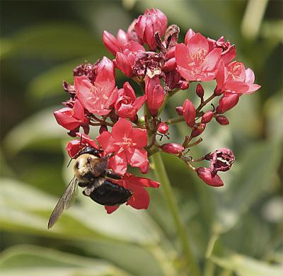 Bee on flower.jpg