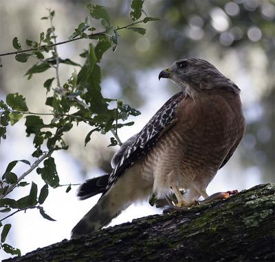 Hawk on tree branch.jpg