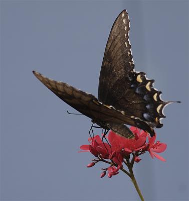 Black Butterfly on Flower.jpg