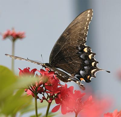 Black Butterfly Wing.jpg