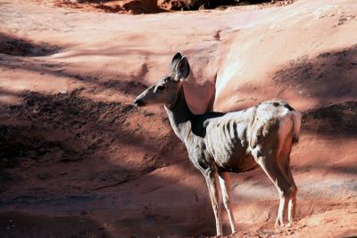 Deer on Devils Garden Trail.jpg