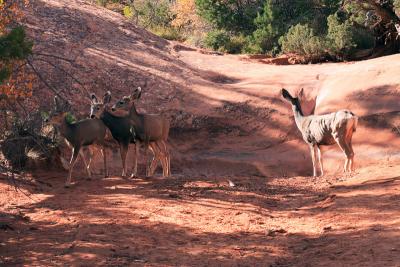 v3/29/580229/3/51512739.DeeratWaterHoleonDevilsGardenTrailMommalookingoutwhilefawnsheadofsmallf.jpg