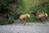 Two Elk Cows.jpg