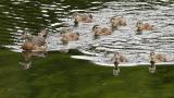 Duckling Reflection.jpg