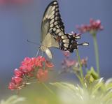 Butterfly at St Paul crop.jpg
