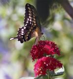 Black Butterfly on flower.jpg