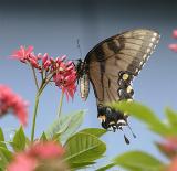 Black Butterfly 3.jpg