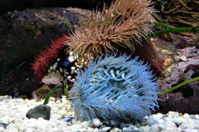 Sea anemones