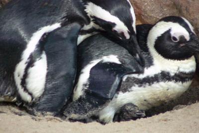 A happy penguin family at the Aquarium