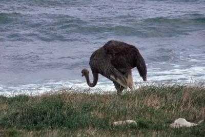 Cape Ostrich
