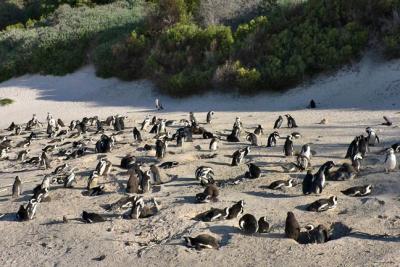 African Penguin colony north of the cape in False Bay