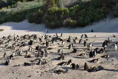 v3/29/8329/3/47155659.Webimages2200Penguincolony.jpg