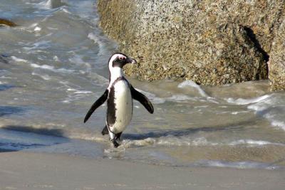 The Penguin strut