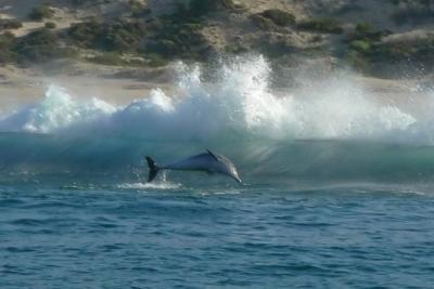 Leaping dolphins in the surf