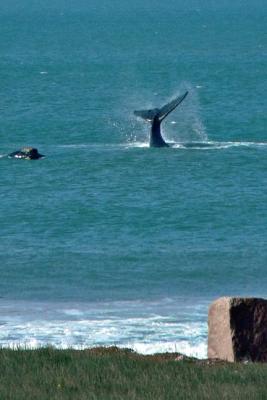 Southern Right Whales off Port Elizabeth
