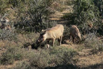 Warthogs from our back porch