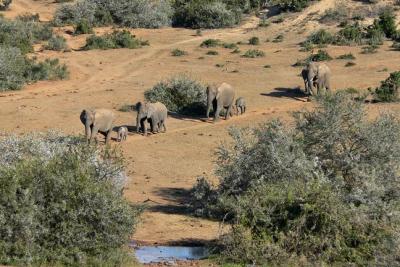 Elephants reporting to the waterhole