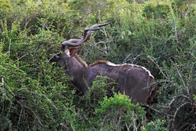 Beautiful Kudu (tasty, too!)