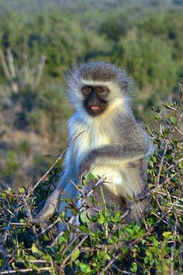 Vervet monkey