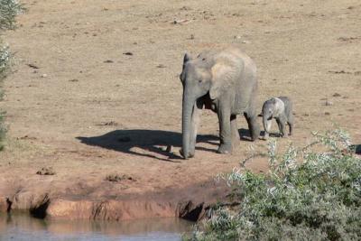 Elephant mom and baby