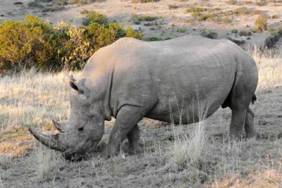 v3/29/8329/3/47155747.Webimages2535WhiteRhino.jpg