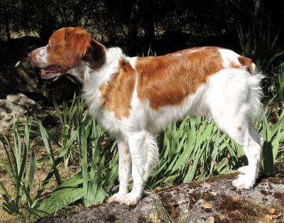 dsc06192 sample jeb full left profile.jpg