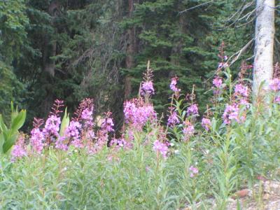 Colorado Rockies Wild Flowers