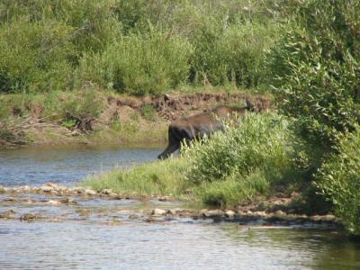 Rear end of the 2nd Moose crossing the river