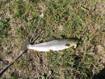 Brown Trout  on the Green RIver-15