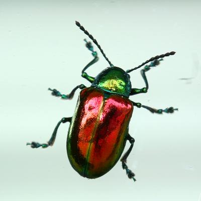 shinybeetle.jpg