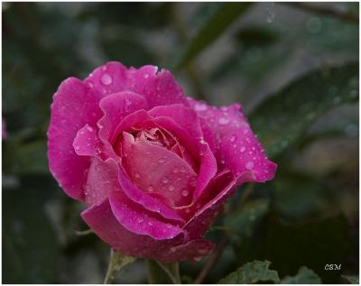Rosebud in the rain