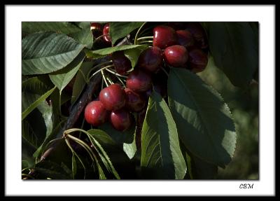 Okanagan Cherries