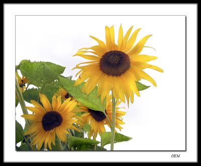 End of season sunflowers