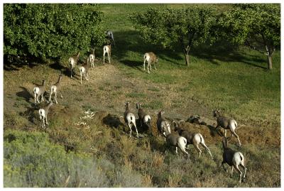 Herd of Mountain sheep
