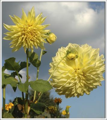 Yellow dahlias