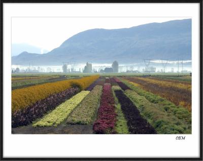 Fall fields of colour