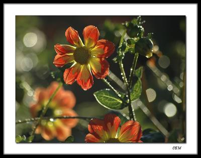 At the Dahlia farm at season's end