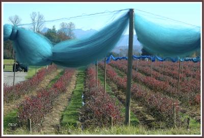 Blueberry netting