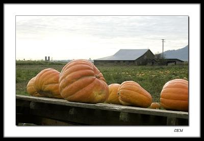 Pumpkins on wagon