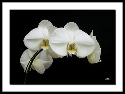 Pale orchids