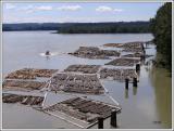 Log booms on the Fraser River