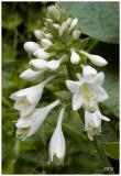 Hostas