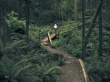 Through the woods